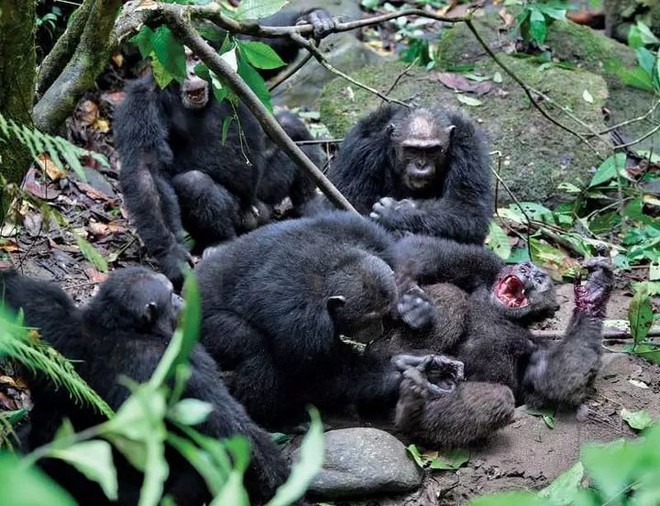 Chiến tranh tinh tinh: Vì tranh giành quyền lực mà những con tinh tinh này đã tổ chức một cuộc chiến đẫm máu kéo dài 4 năm - Ảnh 2.