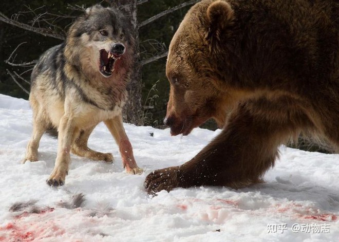 Các nhà khoa học lần đầu tiên ghi lại cảnh bầy sói dàn cảnh bắt gấu nâu - Ảnh 5.