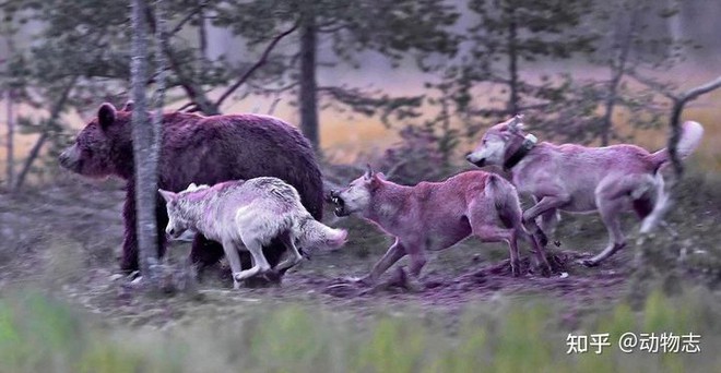 Các nhà khoa học lần đầu tiên ghi lại cảnh bầy sói dựng cảnh bắt gấu nâu - Ảnh 1.