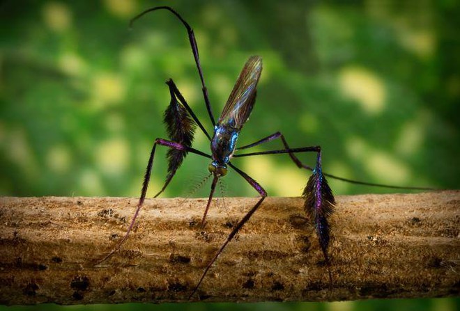 Đây là loài muỗi đẹp nhất thế giới, liệu có xứng đáng để mang giọt máu của bạn? - Ảnh 3.