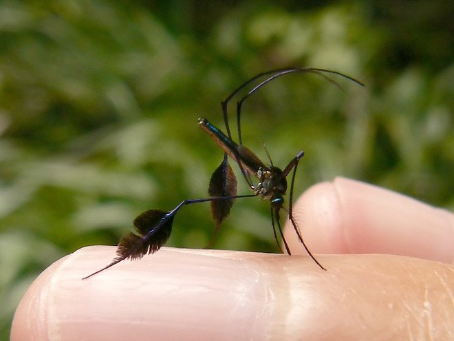 Đây là loài muỗi đẹp nhất thế giới, liệu có xứng đáng để mang giọt máu của bạn? - Ảnh 1.