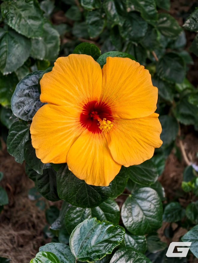 1 tuần chụp ảnh với vivo X300 Pro và kit zoom 10x: Nói "đẹp nhất thế giới" là không ngoa - Ảnh 6.