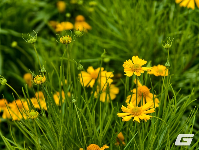 1 tuần chụp ảnh với vivo X300 Pro và kit zoom 10x: Nói "đẹp nhất thế giới" là không ngoa - Ảnh 8.