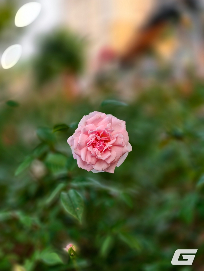 1 tuần chụp ảnh với vivo X300 Pro và kit zoom 10x: Nói "đẹp nhất thế giới" là không ngoa - Ảnh 33.