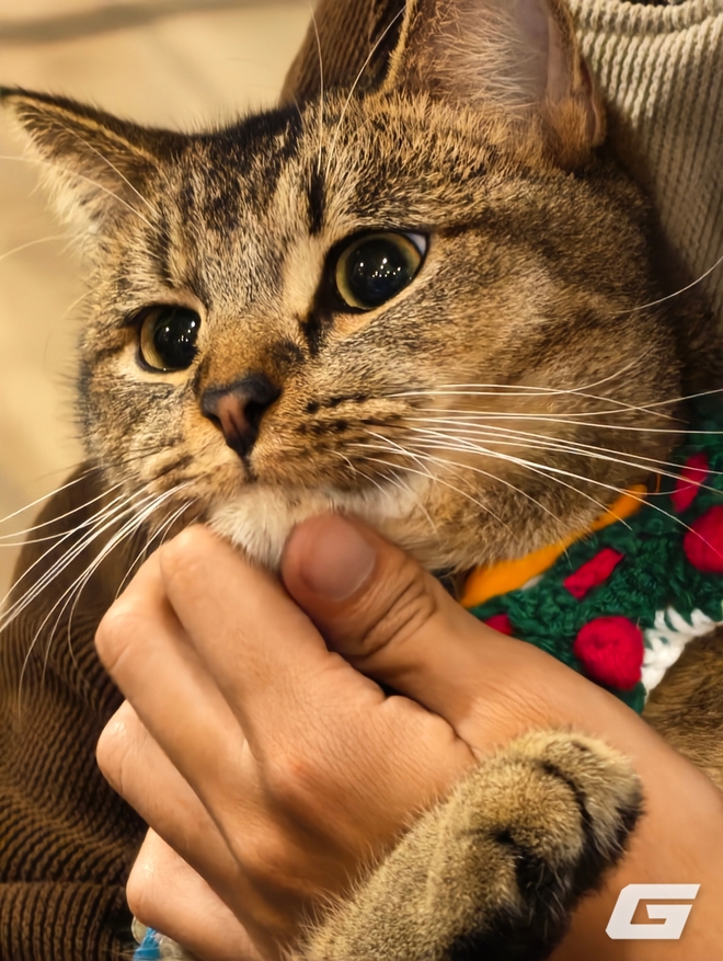 1 tuần chụp ảnh với vivo X300 Pro và kit zoom 10x: Nói "đẹp nhất thế giới" là không ngoa - Ảnh 25.