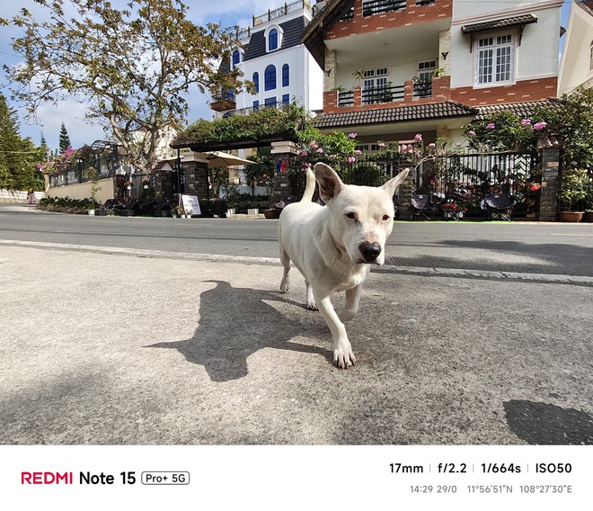 Hoa mai anh đ&agrave;o, m&acirc;y, sương m&ugrave; v&agrave; REDMI Note 15 Pro  - Ảnh 43.