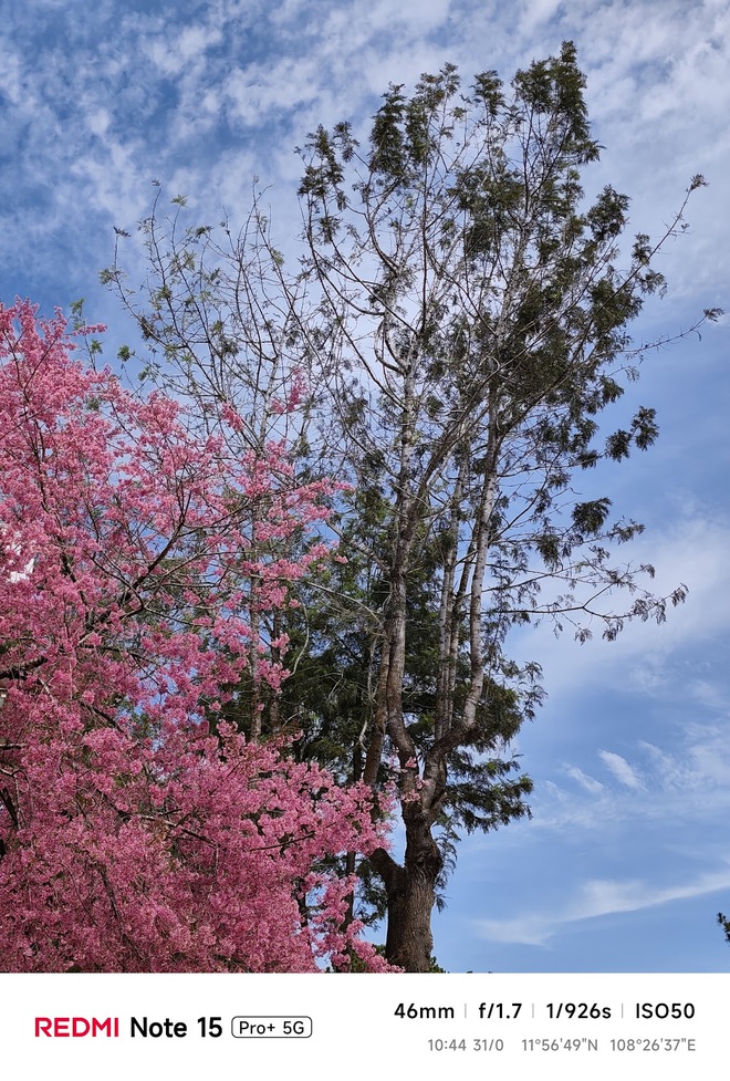 Hoa mai anh đ&agrave;o, m&acirc;y, sương m&ugrave; v&agrave; REDMI Note 15 Pro  - Ảnh 30.