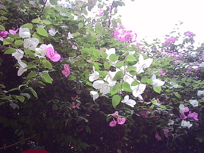 M&aacute;y ảnh b&eacute; bằng ng&oacute;n tay c&aacute;i gi&aacute; 300.000 đồng - chụp ra ảnh thế n&agrave;o m&agrave; giới trẻ 'ph&aacute;t cuồng - Ảnh 9.