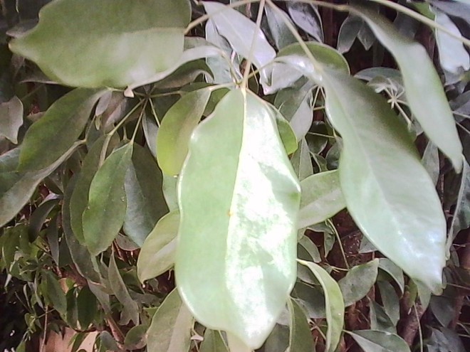 M&aacute;y ảnh b&eacute; bằng ng&oacute;n tay c&aacute;i gi&aacute; 300.000 đồng - chụp ra ảnh thế n&agrave;o m&agrave; giới trẻ 'ph&aacute;t cuồng - Ảnh 11.