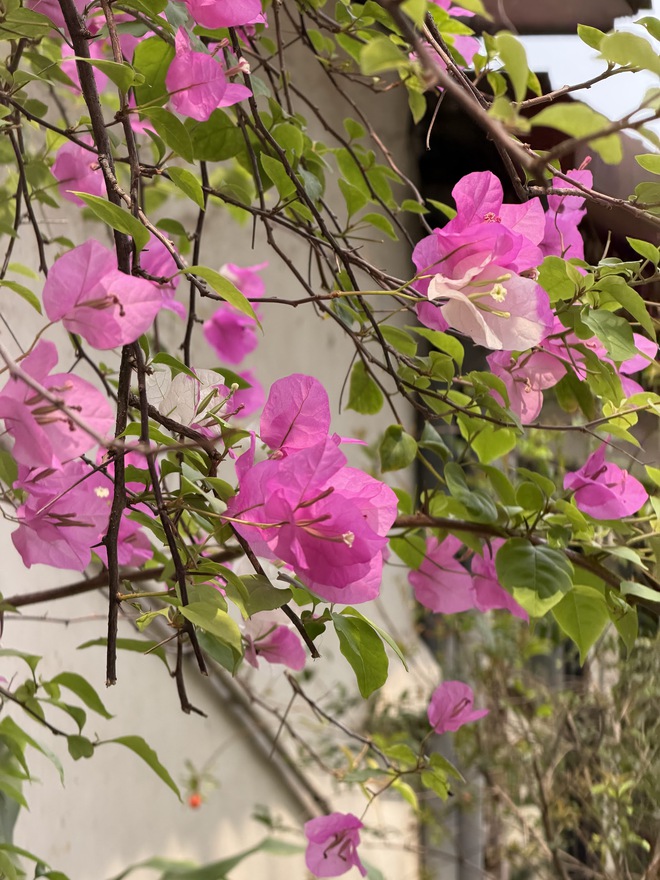 Xiaomi 17 Ultra "v&aacute;c" cảm biến 1 inch đi so với iPhone 17 Pro Max, kết quả khiến ai cũng phải nghĩ lại về điểm DxOMark - Ảnh 26.