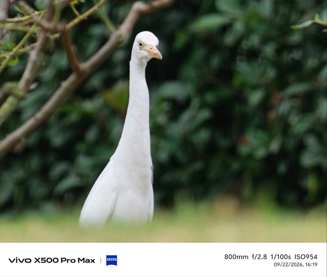 Trên tay vivo X300 Pro Max: Thiết kế nổi bật hơn, camera nâng cấp thấy rõ, cấu hình mạnh, chưa có giá ở Việt Nam - Ảnh 26.