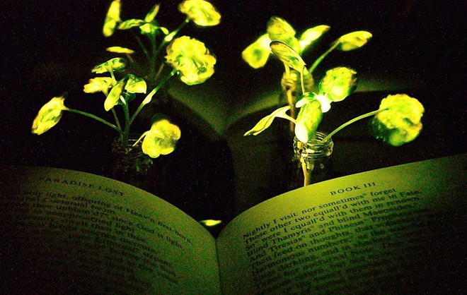 Các nhà khoa học tại MIT vừa tạo ra một loại cây phát sáng, có thể thay thế đèn điện trong tương lai - Ảnh 2.