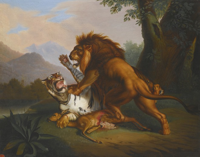 Hỏi cực khó: Hổ và sư tử đánh nhau, con nào sẽ thắng? - Ảnh 11.