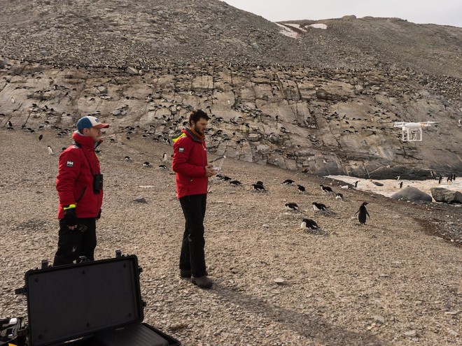 Phát hiện ra siêu đế chế chim cánh cụt tại Nam Cực nhờ vết phân trên ảnh vệ tinh, số lượng lên tới 1,5 triệu con - Ảnh 1.