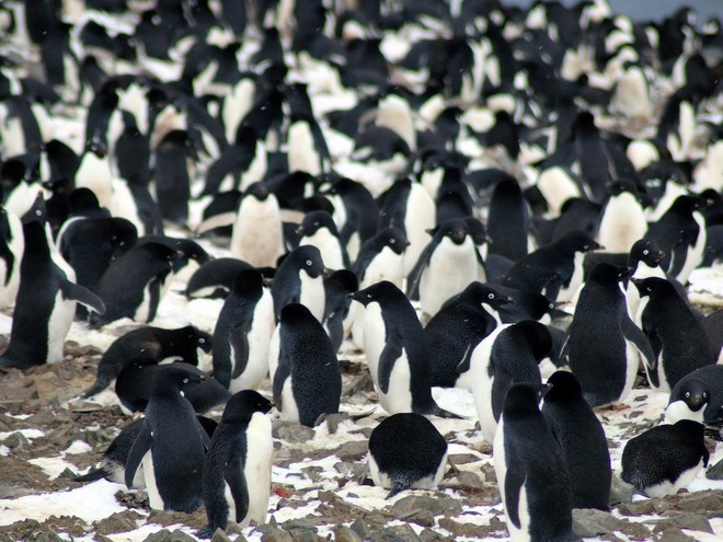 Phát hiện ra siêu đế chế chim cánh cụt tại Nam Cực nhờ vết phân trên ảnh vệ tinh, số lượng lên tới 1,5 triệu con - Ảnh 2.