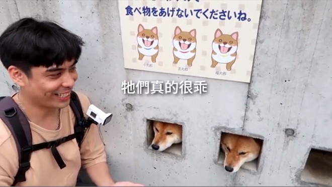 Chuyên thò đầu ra chào du khách, 3 chú chó Shiba biến tường nhà thành điểm du lịch nổi tiếng - Ảnh 2.