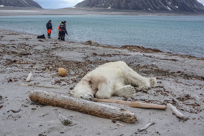 Đau lòng: Tấn công đoàn khách du lịch, một chú gấu trắng Bắc Cực bị bắn chết - Ảnh 1.