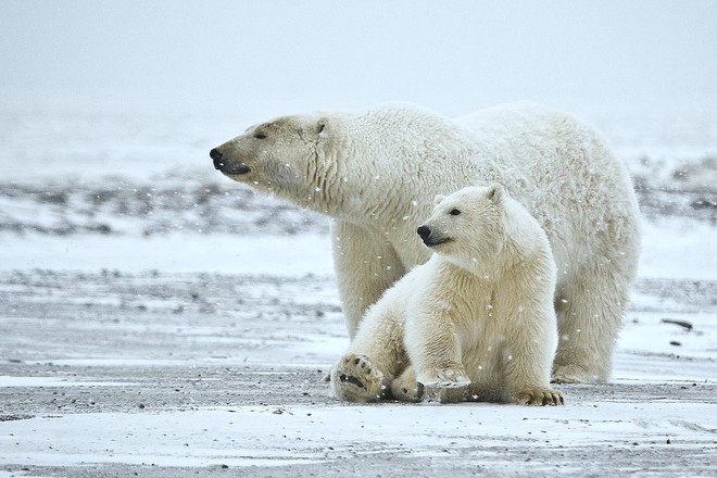 Đau lòng: Tấn công đoàn khách du lịch, một chú gấu trắng Bắc Cực bị bắn chết - Ảnh 2.