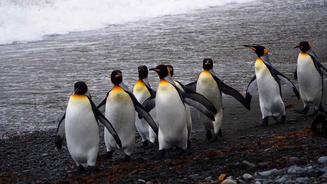 Ở Canada, trời lạnh đến mức sở thú nơi đây phải đưa chim cánh cụt vào trong nhà tránh rét - Ảnh 2.