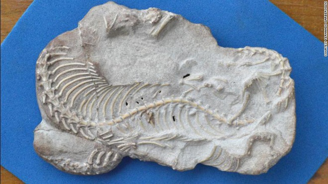 Nghiên cứu hóa thạch mới xác nhận loài rắn từng có 2 chân - Ảnh 1.