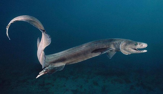 Cá mập hiện đại có thân hình to lớn, nhưng tổ tiên của chúng cách đây 360 triệu năm trông rất giống cá chình - Ảnh 4.