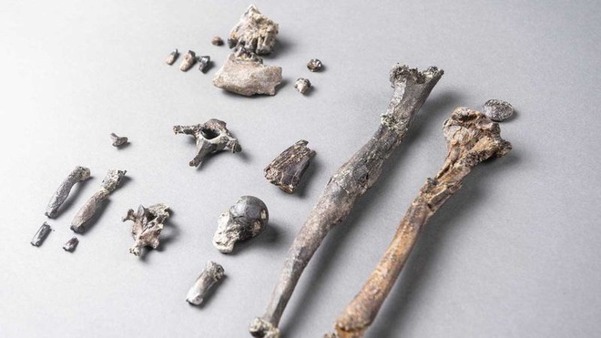 Phát hiện hài cốt của một sinh vật lạ có chân và tay vượn người, được cho là tổ tiên của loài người cách đây 12 triệu năm - Ảnh 2.