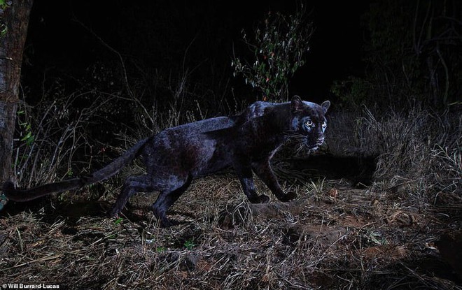 Phát hiện con báo đốm đen trăm năm có 1 tại châu Phi, trông cứ như báo thần xứ Wakanda - Ảnh 1.