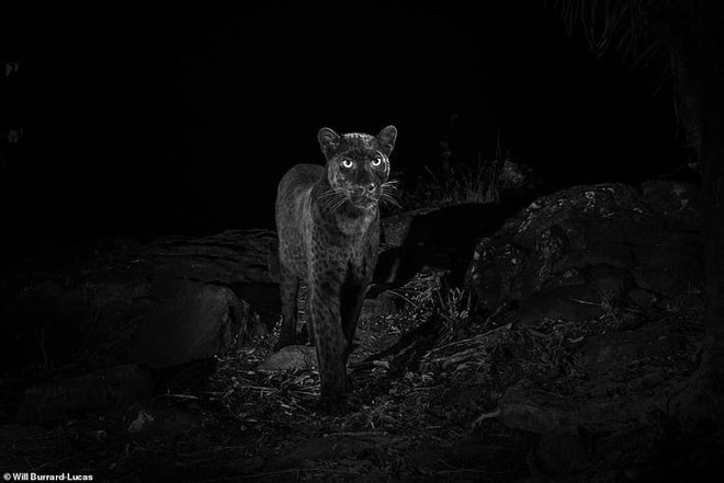 Phát hiện con báo đốm đen trăm năm có 1 tại châu Phi, trông cứ như báo thần xứ Wakanda - Ảnh 2.