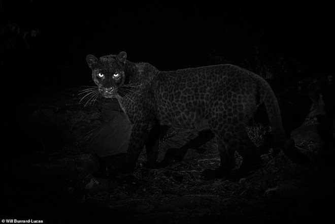 Phát hiện con báo đốm đen trăm năm có 1 tại châu Phi, trông cứ như báo thần xứ Wakanda - Ảnh 6.