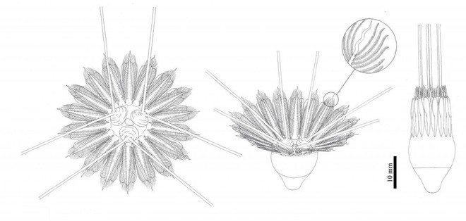 Quái vật biển cổ đại 18 xúc tu này có thể là tổ tiên loài sứa lược - Ảnh 2.