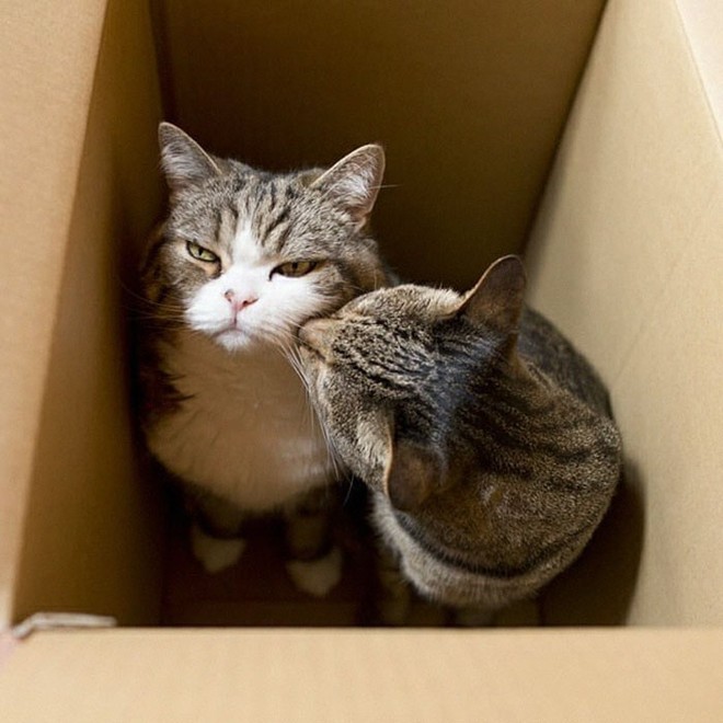 YouTuber Nhật Bản bày trò lách qua khe cửa hẹp cho 2 boss mèo để xem chúng có phải một loại chất lỏng hay không - Ảnh 4.