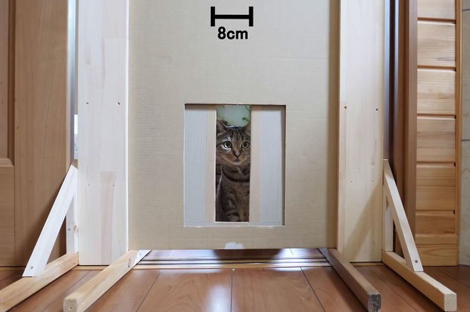 YouTuber Nhật Bản bày trò lách qua khe cửa hẹp cho 2 boss mèo để xem chúng có phải một loại chất lỏng hay không - Ảnh 8.