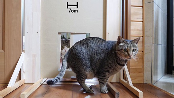 YouTuber Nhật Bản bày trò lách qua khe cửa hẹp cho 2 boss mèo để xem chúng có phải một loại chất lỏng hay không - Ảnh 11.