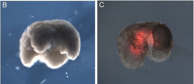Đột phá: Các nhà khoa học vừa tạo ra một dạng sống hoàn toàn mới trên Trái Đất - Ảnh 3.
