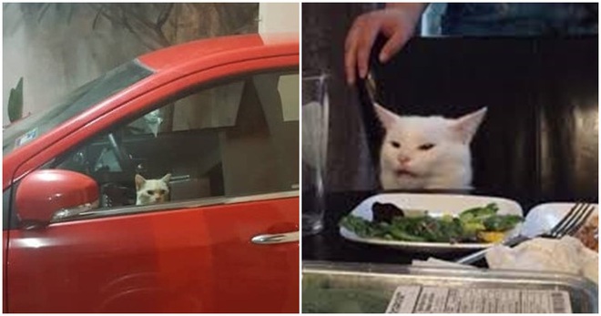 Bị nhốt trong ô tô nhà hàng xóm, chú mèo nhanh trí bật luôn đèn cảnh báo nguy hiểm để gọi sen cứu giúp - Ảnh 5.