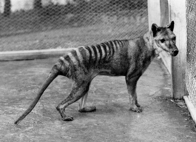 Cứ ngỡ đã tuyệt chủng từ những năm 1930, nhưng có lẽ hổ Tasmania vẫn còn tồn tại đâu đó ngoài kia - Ảnh 15.