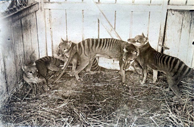 Cứ ngỡ đã tuyệt chủng từ những năm 1930, nhưng có lẽ hổ Tasmania vẫn còn tồn tại đâu đó ngoài kia - Ảnh 10.