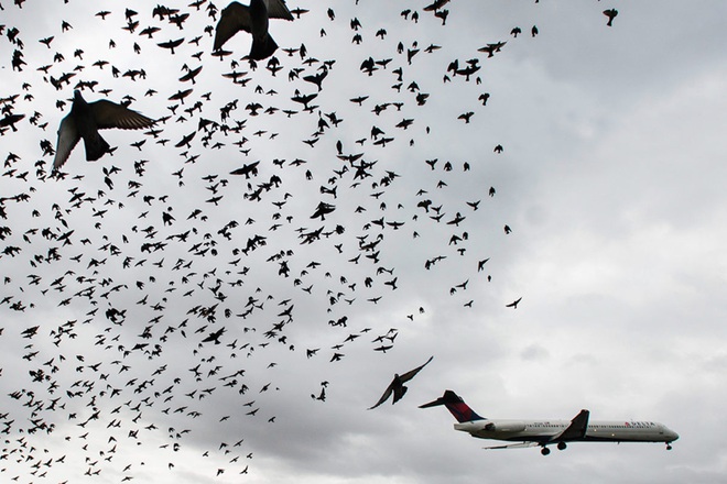 Điều gì sẽ xảy ra khi những chú chim lao vào bên trong động cơ máy bay? - Ảnh 3.
