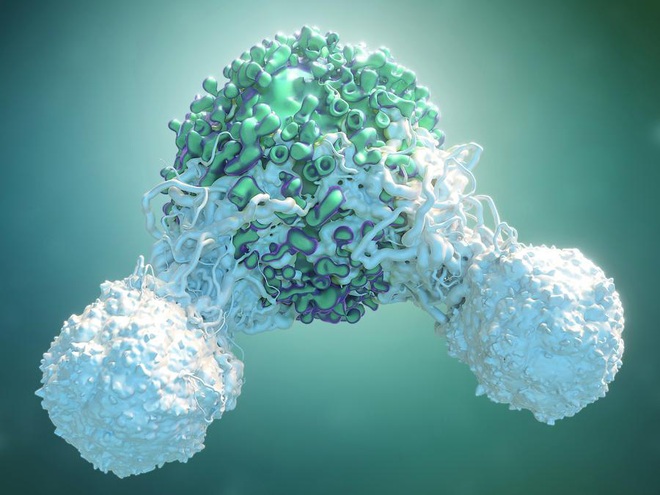 Các nhà khoa học phát hiện ra một tế bào miễn dịch có thể điều trị mọi loại ung thư - Ảnh 2.