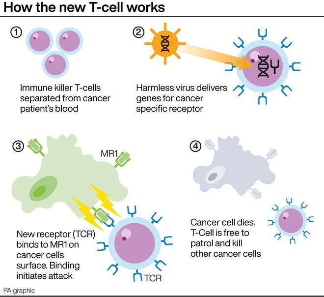 Các nhà khoa học phát hiện ra một tế bào miễn dịch có thể điều trị mọi loại ung thư - Ảnh 3.