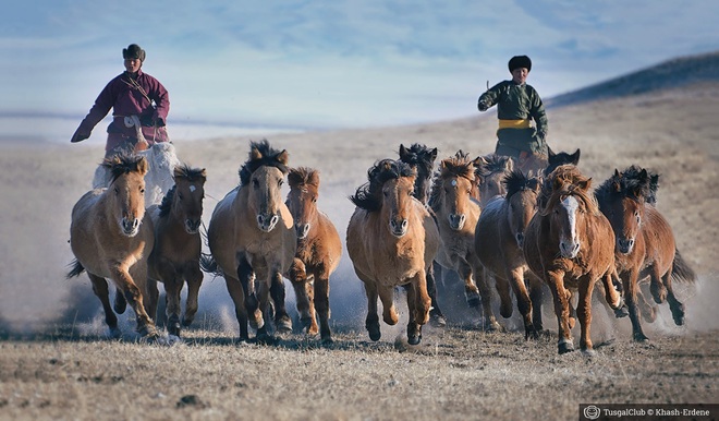 Đừng thấy thấp bé, nhẹ cân mà khinh thường, giống ngựa Mông Cổ được Cảnh sát Cơ động Việt Nam sử dụng là hàng xịn đấy! - Ảnh 7.