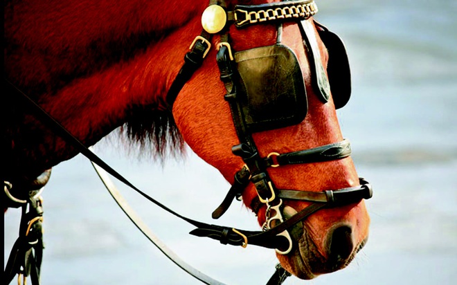 Đừng thấy thấp bé, nhẹ cân mà khinh thường, giống ngựa Mông Cổ được Cảnh sát Cơ động Việt Nam sử dụng là hàng xịn đấy! - Ảnh 3.