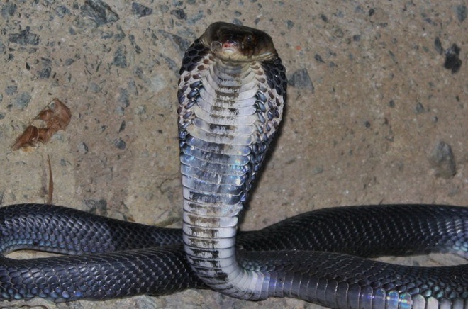 Nghiên cứu mới: rắn chính là trung gian truyền bệnh viêm phổi Vũ Hán - Ảnh 1.