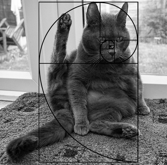 [Chùm ảnh vui] Tỉ lệ vàng Fibonacci đã chứng minh: Mèo là loài động vật hoàn hảo - Ảnh 11.