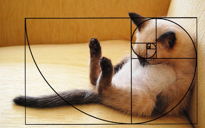 [Chùm ảnh vui] Tỉ lệ vàng Fibonacci đã chứng minh: Mèo là loài động vật hoàn hảo - Ảnh 13.