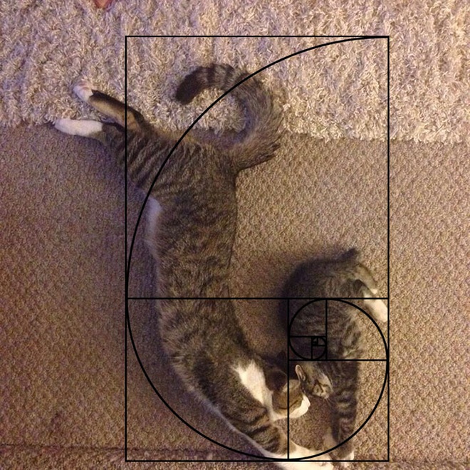 [Chùm ảnh vui] Tỉ lệ vàng Fibonacci đã chứng minh: Mèo là loài động vật hoàn hảo - Ảnh 14.