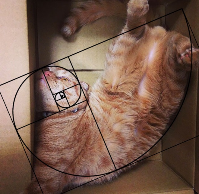 [Chùm ảnh vui] Tỉ lệ vàng Fibonacci đã chứng minh: Mèo là loài động vật hoàn hảo - Ảnh 15.
