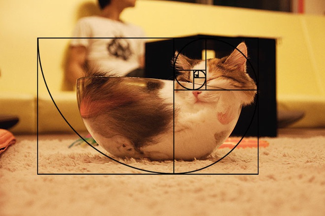 [Chùm ảnh vui] Tỉ lệ vàng Fibonacci đã chứng minh: Mèo là loài động vật hoàn hảo - Ảnh 16.