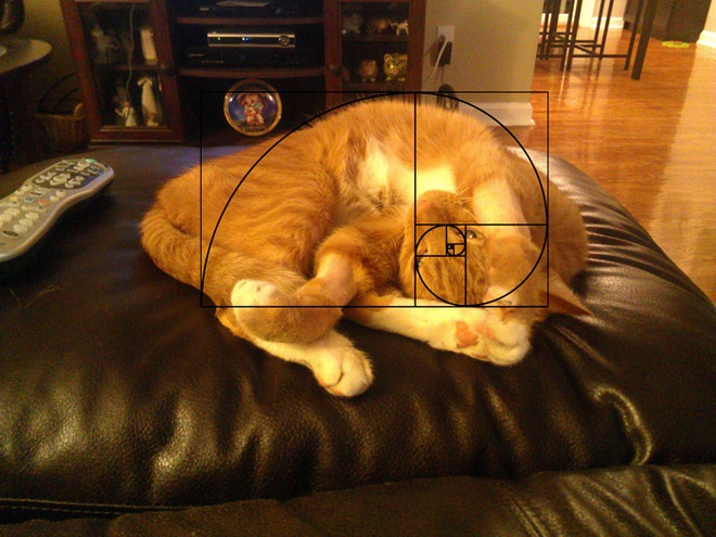 [Chùm ảnh vui] Tỉ lệ vàng Fibonacci đã chứng minh: Mèo là loài động vật hoàn hảo - Ảnh 17.
