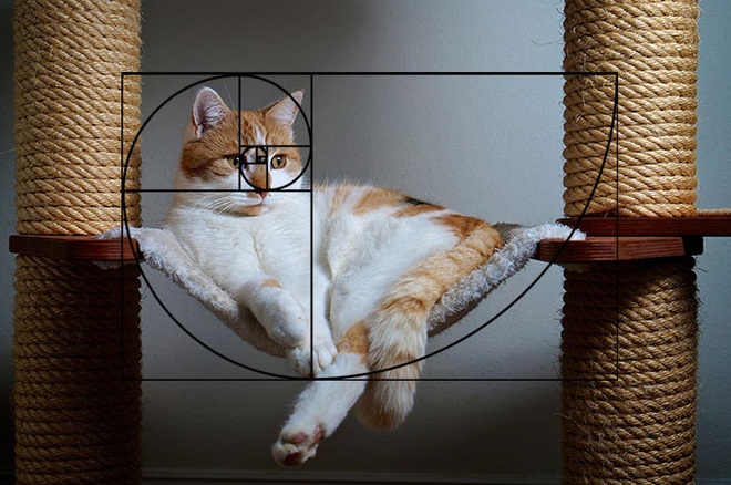[Chùm ảnh vui] Tỉ lệ vàng Fibonacci đã chứng minh: Mèo là loài động vật hoàn hảo - Ảnh 18.